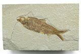 Detailed Fossil Fish (Knightia) - Wyoming #349601-1